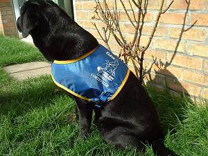 photo : Chien guide avec son gilet