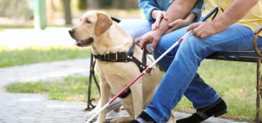 Chien guide d’aveugle, du silence, d’assistance .