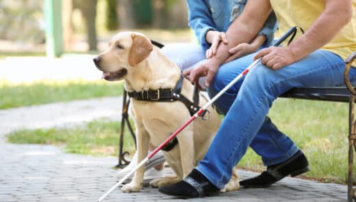 Chien guide d’aveugle, du silence, d’assistance .