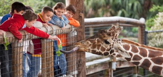 Enfants en train de donner à manger à un girafe.