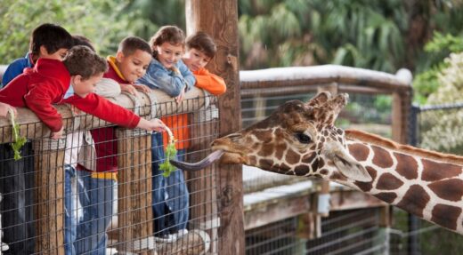Enfants en train de donner à manger à un girafe.