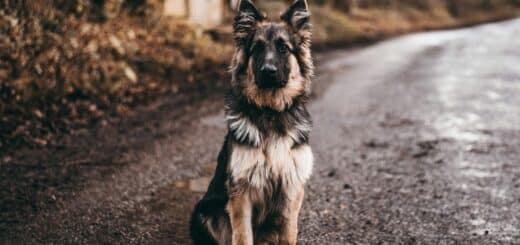 Refus des chiens en transport en commun